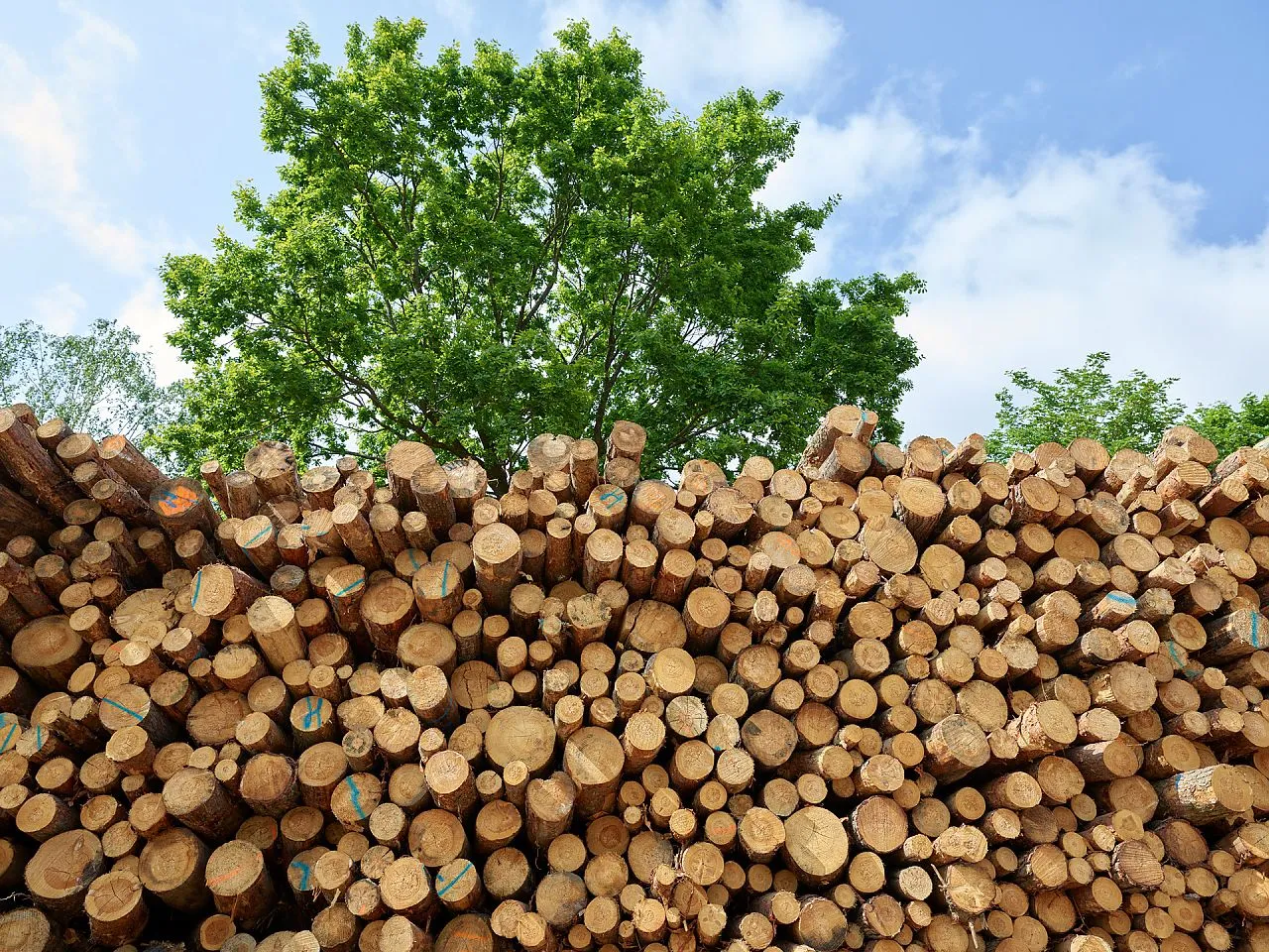 Holz und Rohstoffe als Grundlage nachhaltiger Produktion bei HOMANIT