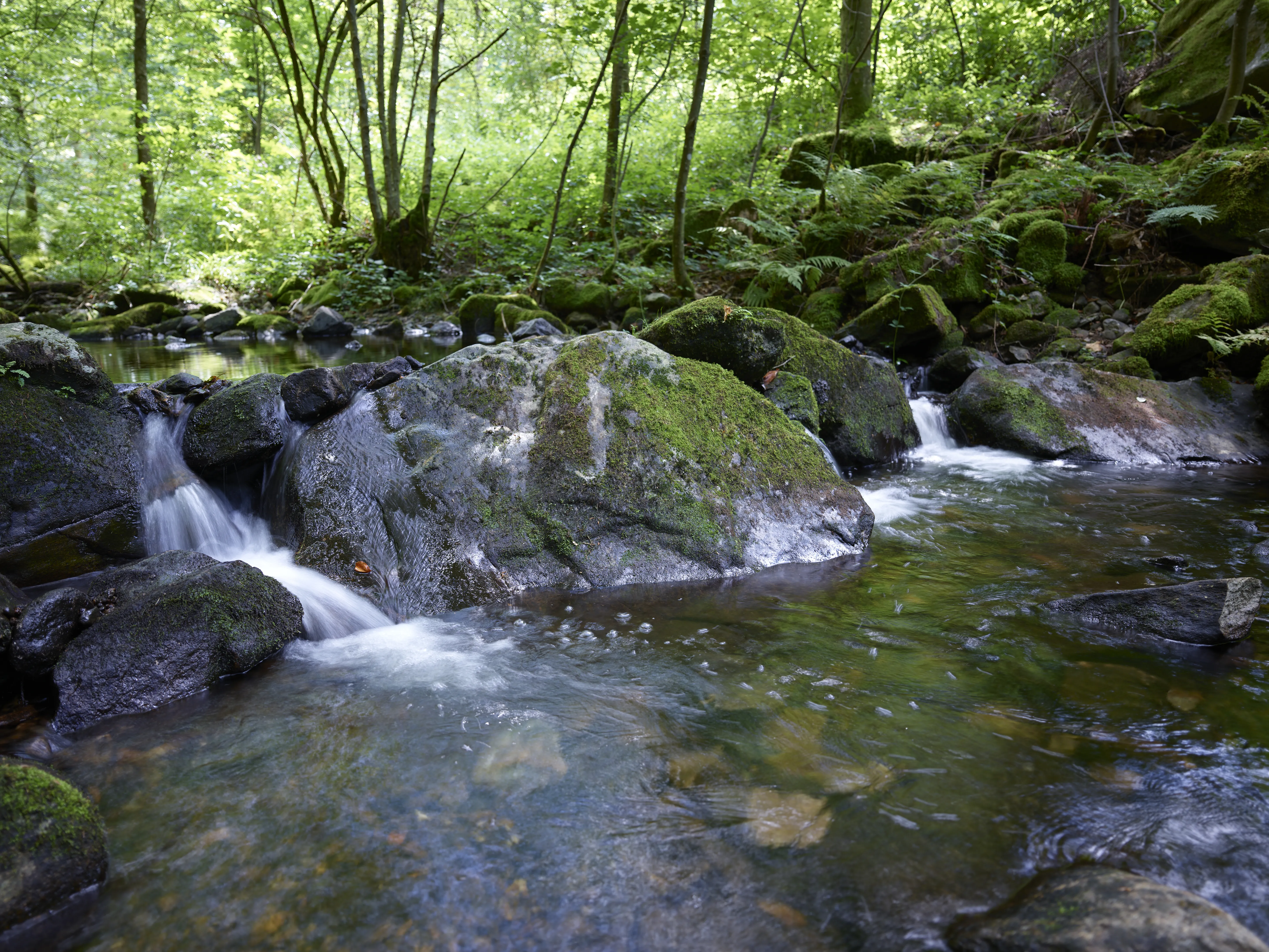 Wald als nachwachsender Rohstoff für die Produktion von HOMANIT
